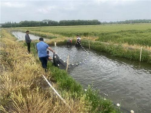 马口鱼今日头条,探寻水中美食的奥秘与魅力