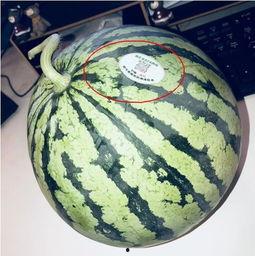 网红吃瓜胖子,揭秘娱乐圈幕后真相的“瓜王”