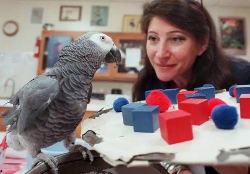 鹦鹉爆料主人出轨了吗视频