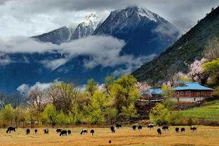 波密林芝今日头条,探寻西藏秘境，感受自然与人文的完美融合