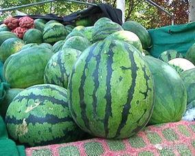 大长的瓜怎么吃,轻松解锁美味新境界