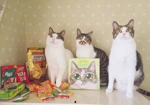 网红猫花卷,网红界的萌宠明星