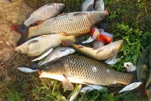 杭州网红roses鲤鲤,揭秘她的魅力与影响力