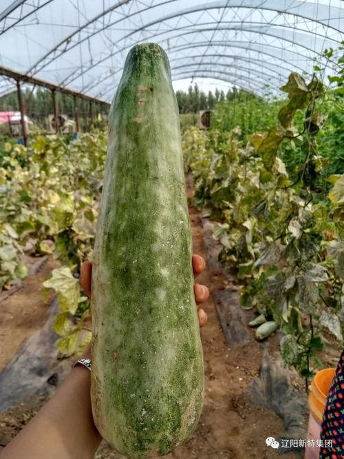 带你吃瓜教学楼